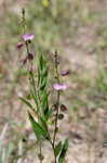 Showy milkwort